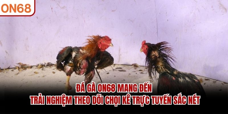 Đá Gà ON68 mang đến trải nghiệm theo dõi chọi kê trực tuyến sắc nét