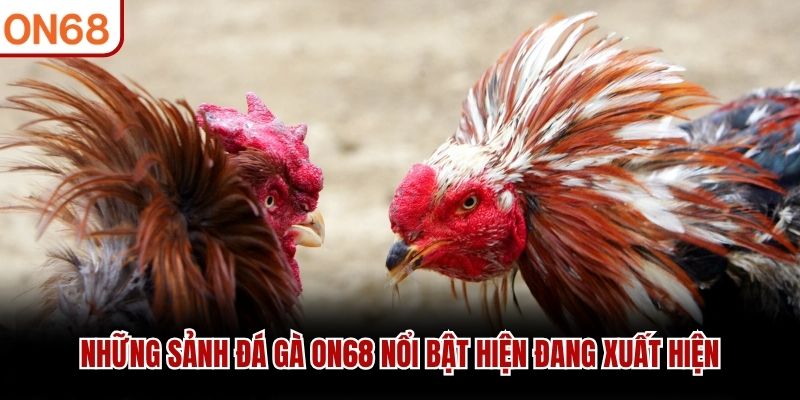 Những sảnh đá gà ON68 nổi bật hiện đang xuất hiện