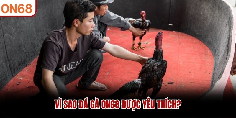 Vì sao Đá Gà ON68 được yêu thích?